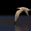 Elegant Tern